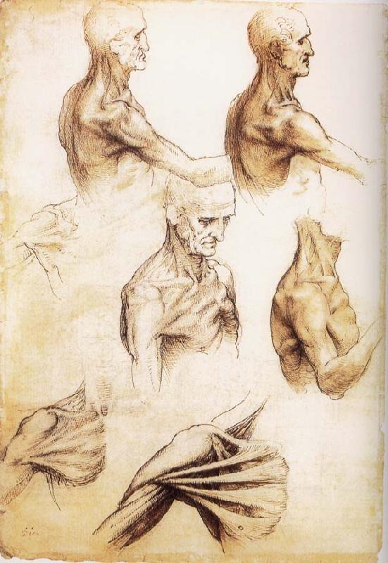 LEONARDO da Vinci Waiter flat anatomy of the shoulder oil painting image
